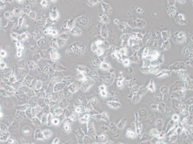 NCI-H23 Cell Complete Medium - small - 5