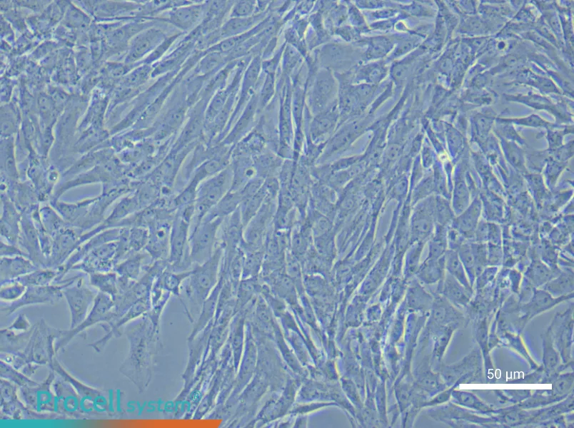 Rat Vascular Adventitial Fibroblast Complete Medium - 4