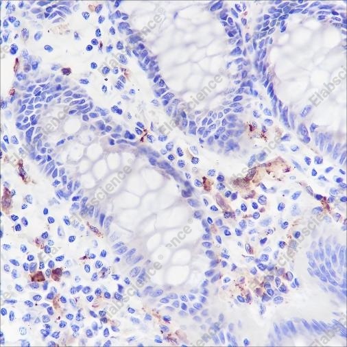 Recombinant CD169 Monoclonal Antibody - 1