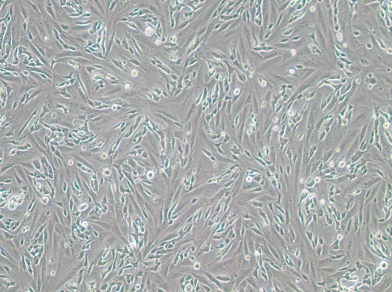 SK-N-SH Cell Complete Medium - 3