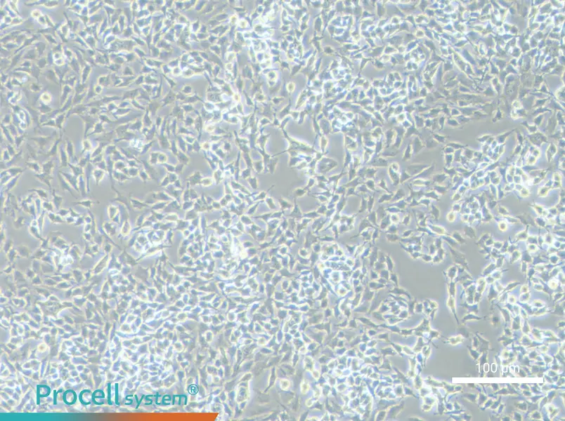 RM-1 Cell Complete Medium - 3