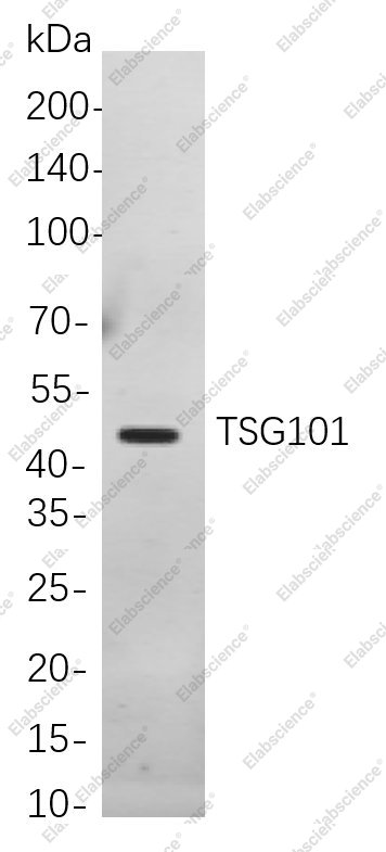 Recombinant TSG101 Monoclonal Antibody - 1