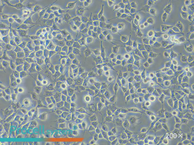 RSC96 Cell Complete Medium - 5