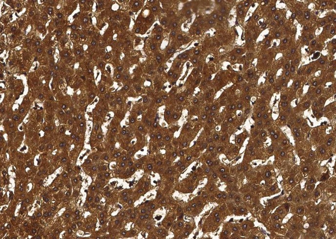 Coagulation Factor X/F10 Monoclonal Antibody-searchlist-1