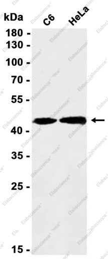 Recombinant PSMC5 Monoclonal Antibody - 1