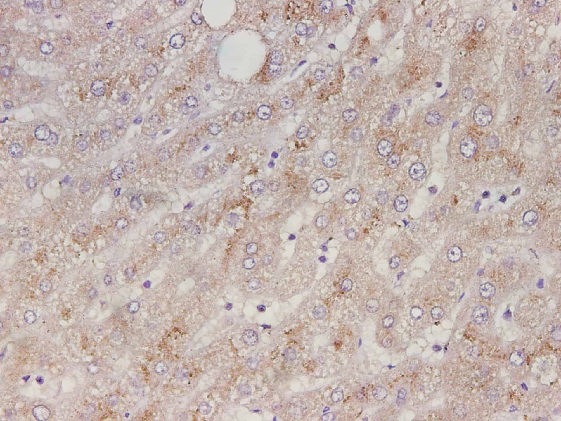 PerCP/Cyanine5.5 Mouse IgG3, κ Isotype Control[A112-3]-产品推荐-1
