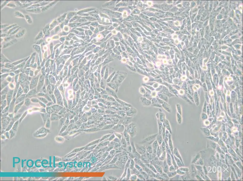 Lec1 [Pro-5WgaRI3C] Cell Complete Medium - 6