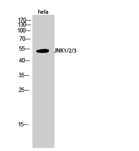 Western Blot analysis of Hela cells using JNK1/2/3 Polyclonal Antibody at dilution of 1:1000.