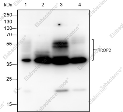 Recombinant TROP2 Monoclonal Antibody - 1