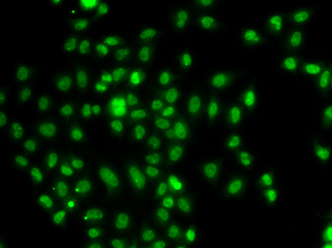 Immunofluorescence analysis of A549 cells using FOXN2 Polyclonal Antibody