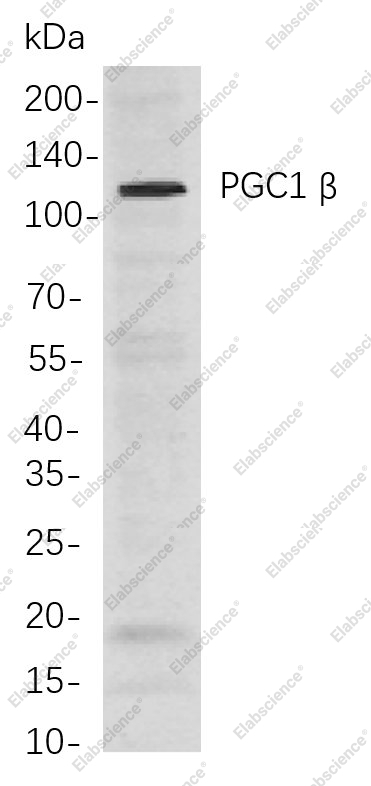 Recombinant PGC1 β Monoclonal Antibody - 1
