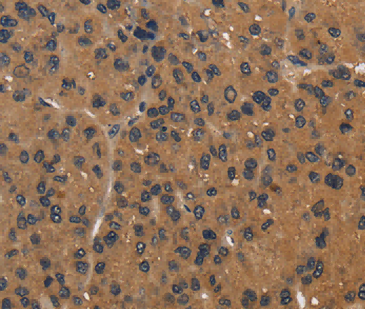 CD242 Polyclonal Antibody - 2