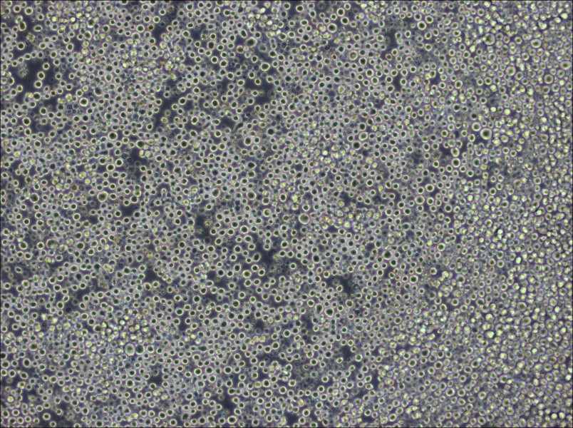 W6/32 Cell Complete MediumW6/32 Cell Complete Medium - 3