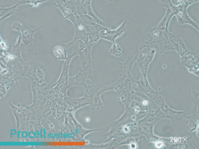 HLE-B3 Cell Complete Medium - 4