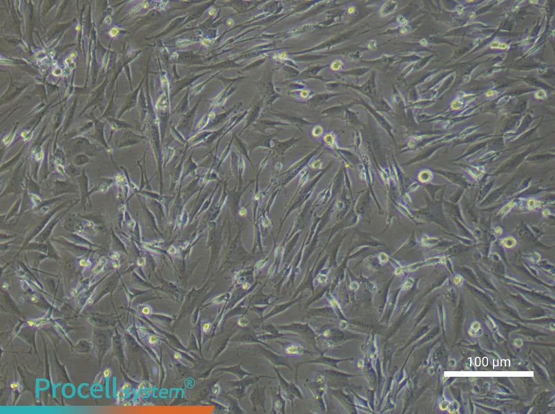 Mouse Brown Preadipocyte Complete Medium - 1