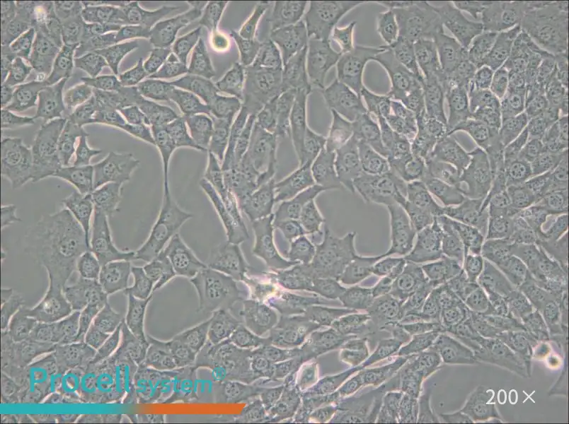 C127 [C-127] Cell Complete Medium - small - 6