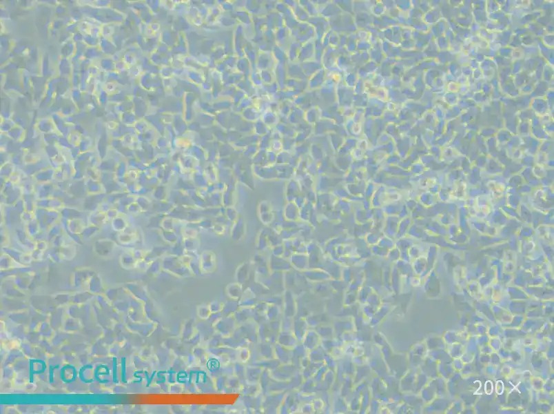 LIM1215 Cell Complete Medium - 5