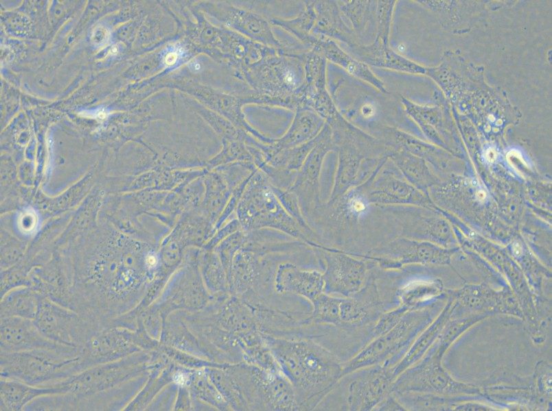 SK-LMS-1 Cell Complete Medium - 6