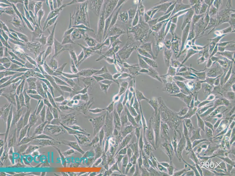 CCF-STTG1 Cell Complete Medium - 4