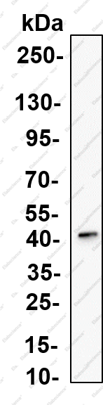 Recombinant MKP-3 Monoclonal Antibody - 1