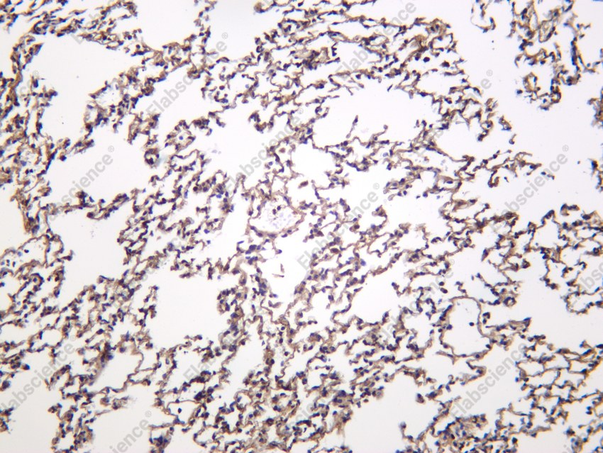 Recombinant PU.1 Monoclonal Antibody - 3