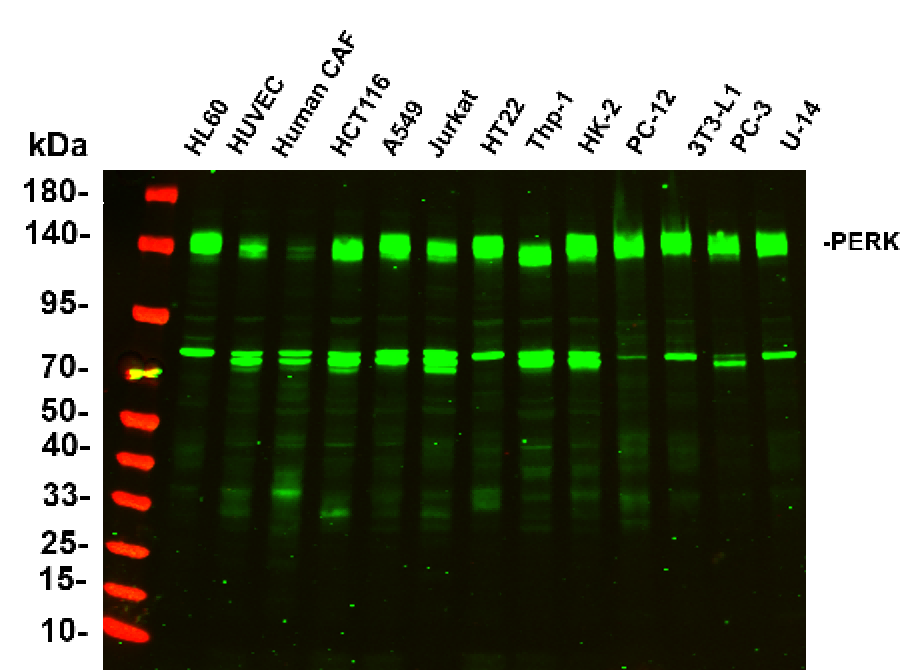 Recombinant PERK Monoclonal Antibody-searchlist-1