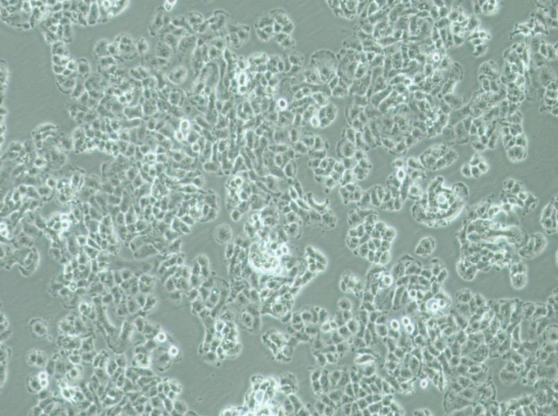 QGP-1 Cell Complete Medium-searchlist-1