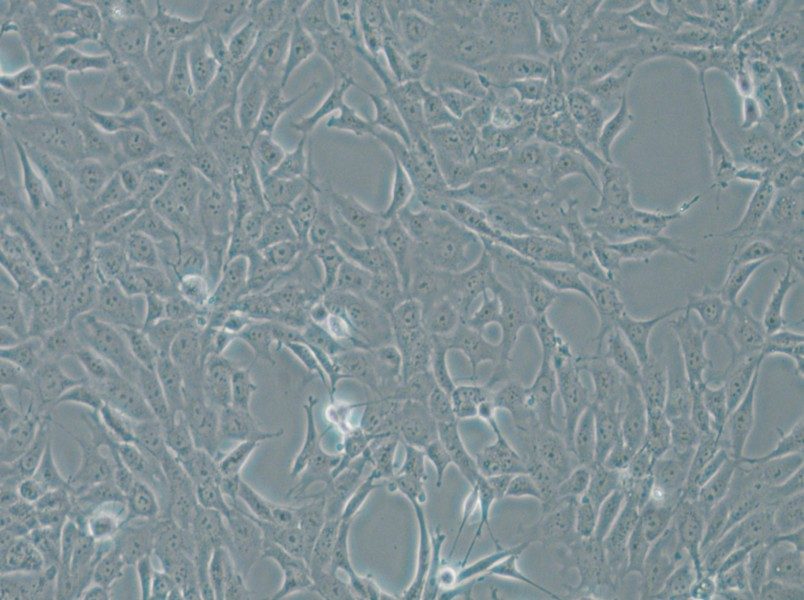 MPC-5 Cell Complete Medium - 6