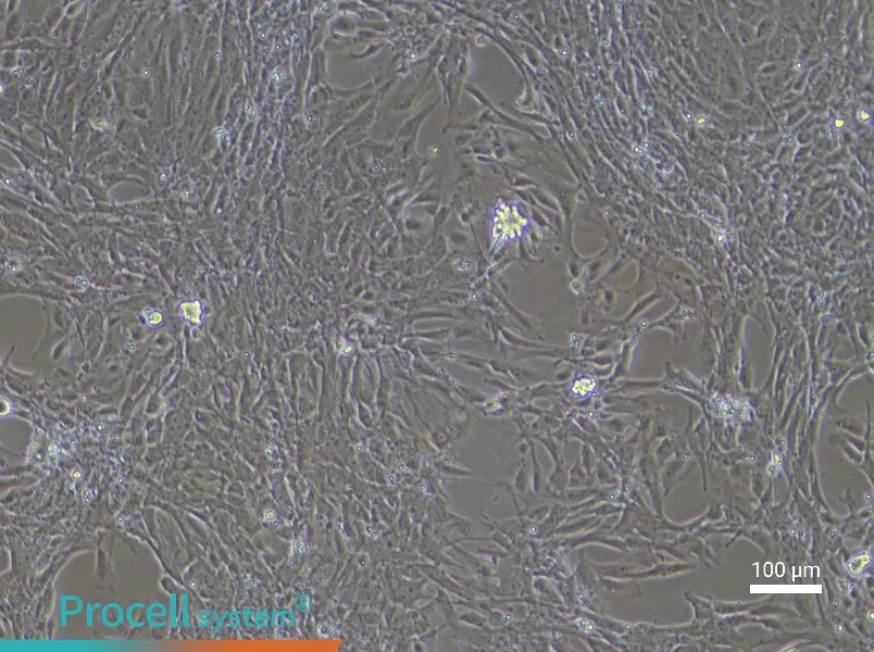 Mouse Esophageal Epithelial Cell Complete Medium - 2