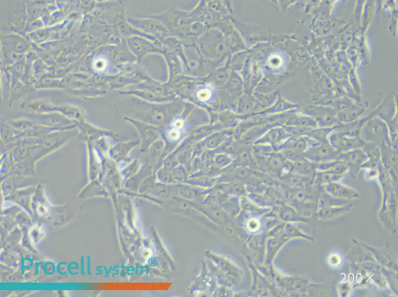 SK-Hep-1 Cell Complete Medium - small - 6