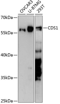 Western blot analysis of extracts of various cell lines using CDS1 Polyclonal Antibody at 1:3000 dilution.