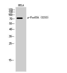 Western Blot analysis of Hela cells using Phospho-FOXO3 (Ser253) Polyclonal Antibody at dilution of 1:2000