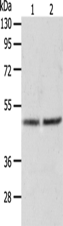 Western Blot analysis of Human fetal liver tissue and hepg2 cell using AGXT Polyclonal Antibody at dilution of 1:1050