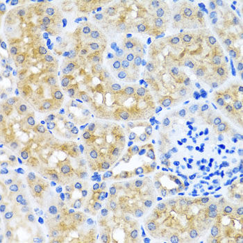 Immunohistochemistry of paraffin-embedded Mouse kidney using SCO1 Polyclonal Antibody at dilution of 1:100 (40x lens).