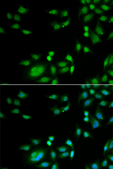 Immunofluorescence analysis of A549 cells using INTS10 Polyclonal Antibody