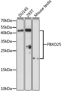 Western blot analysis of extracts of various cell lines using FBXO25 Polyclonal Antibody at dilution of 1:1000.