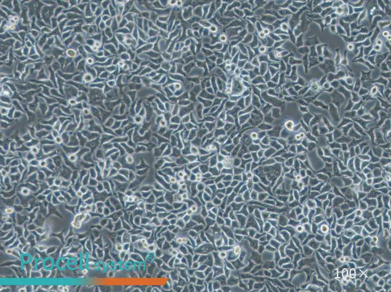 Hela S3 Cell Complete Medium - 1