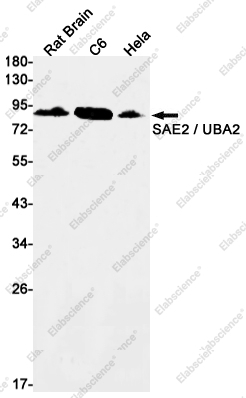 Recombinant UBA2 Monoclonal Antibody - 1