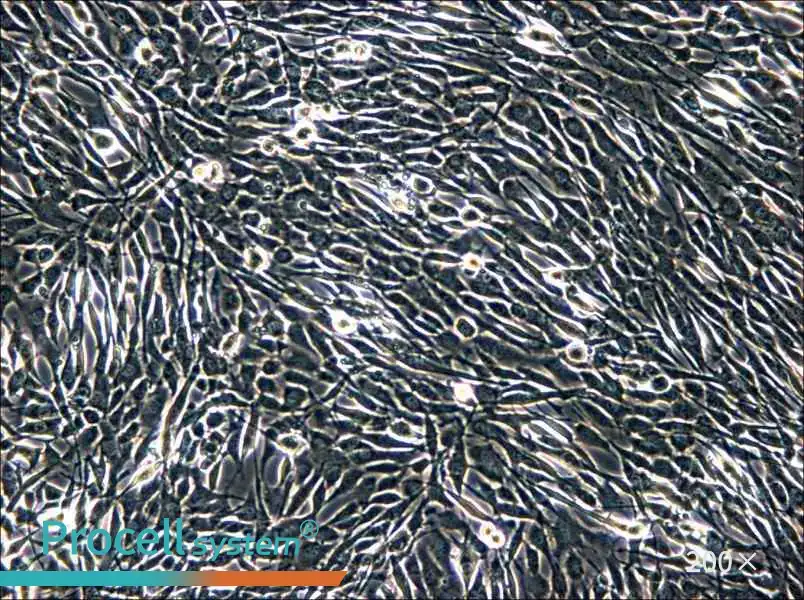 YUMM1.1 Cell Complete Medium - 5