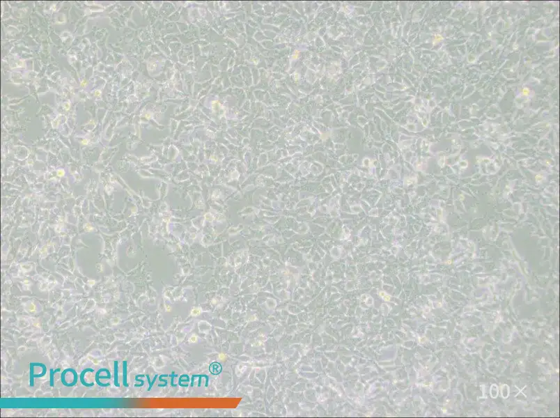 MSTO-211H Cell Complete Medium - 3