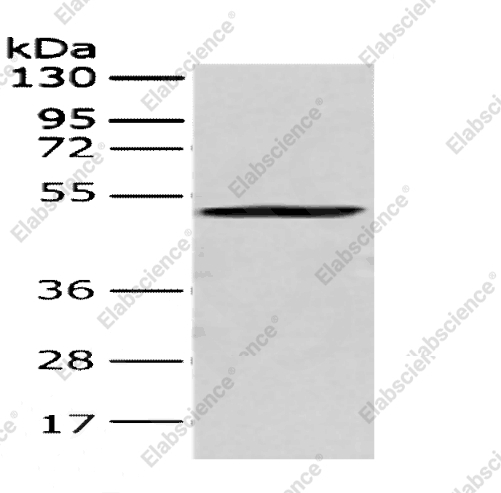 CRTAM Polyclonal Antibody - 1