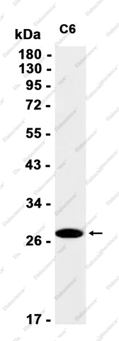 Recombinant Aquaporin 1 Monoclonal Antibody - 1