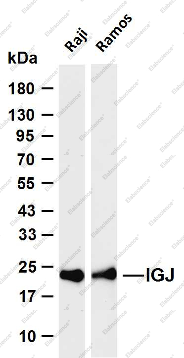 Recombinant IGJ Monoclonal Antibody - 1