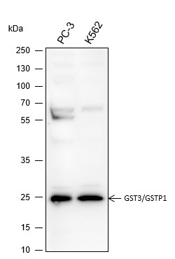 Recombinant GST3/GSTP1 Monoclonal Antibody-searchlist-1