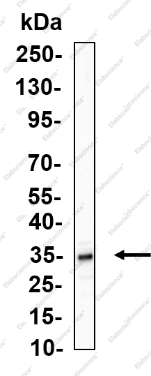 Recombinant Cleaved Caspase-9 (Asp315) Monoclonal Antibody - 1