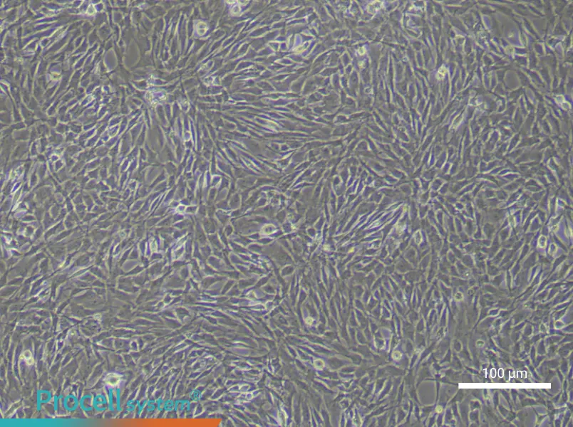 Rat Synovial Mesenchymal Stem Cells - 1