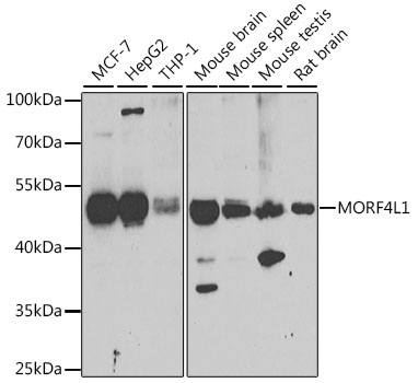 Western blot analysis of extracts of various cell lines using MORF4L1 Polyclonal Antibody at 1:1000 dilution.