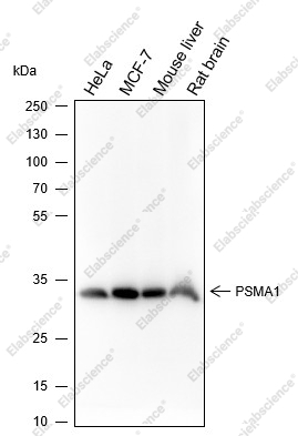 Recombinant PSMA1 Monoclonal Antibody - 1
