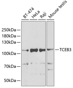 Western blot analysis of extracts of various cell lines using TCEB3 Polyclonal Antibody at 1:1000 dilution.