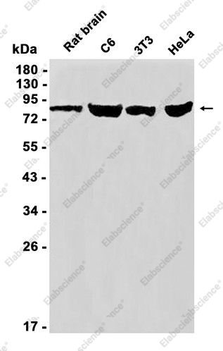 Recombinant ITGB6 Monoclonal Antibody - 1